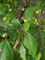 Rhamnus davurica