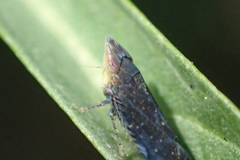 Scaphytopius loricatus