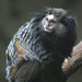 Marmosets and Tamarins - Photo (c) grendelkhan, some rights reserved (CC BY-SA)