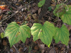 Dioscorea nipponica