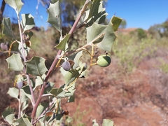 Grevillea wickhamii