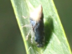 Scaphytopius loricatus