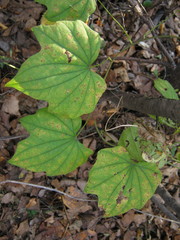 Dioscorea nipponica