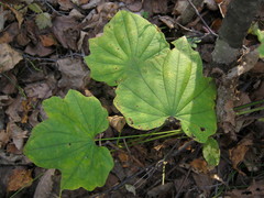 Dioscorea nipponica