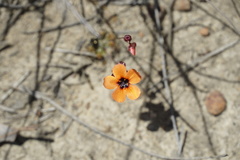 Drosera platystigma