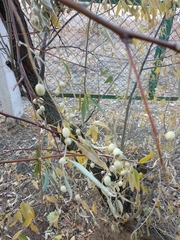 Elaeagnus angustifolia