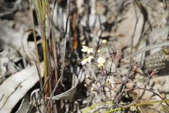 Stylidium spathulatum