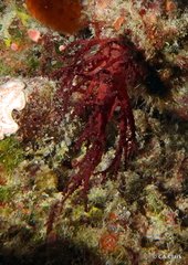Chironephthya