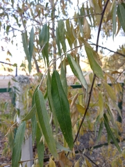 Elaeagnus angustifolia