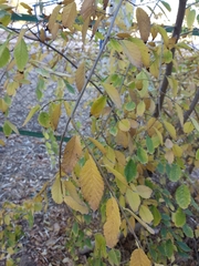 Ulmus glabra