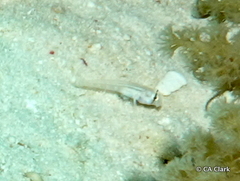 Gnatholepis