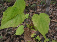 Dioscorea nipponica