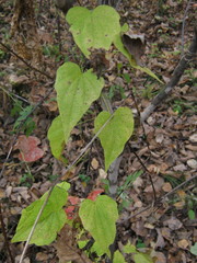 Dioscorea nipponica