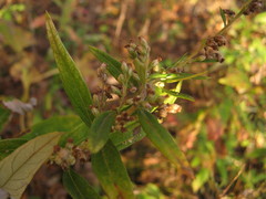 Artemisia integrifolia