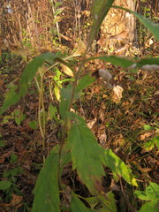 Artemisia integrifolia