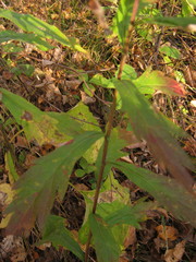 Artemisia integrifolia