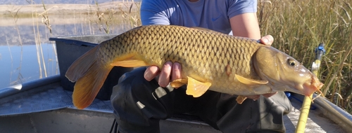 kapor obyčajný (Cyprinus carpio)