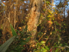 Artemisia integrifolia
