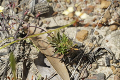 Stylidium spathulatum