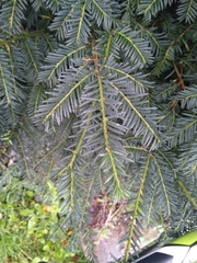 Taxus