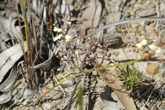 Stylidium spathulatum