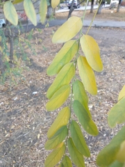 Robinia pseudoacacia
