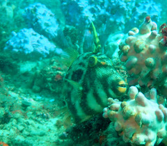 Meuschenia trachylepis