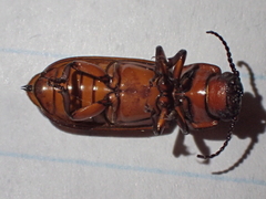 Neandra marginicollis