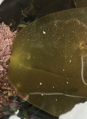 Laminaria ochroleuca