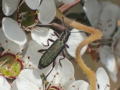 Eleale aspera