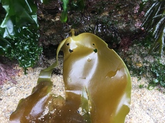 Laminaria ochroleuca