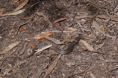 Drysdalia coronoides