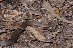 Drysdalia coronoides