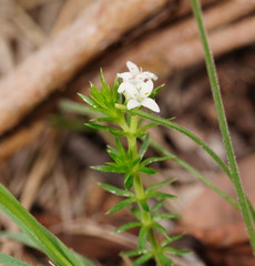 Asperula scoparia