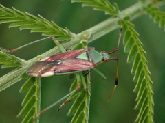 Pseudopantilius australis