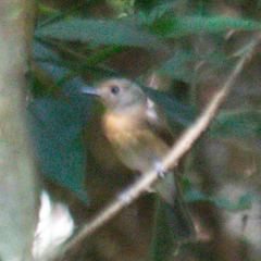 Cyornis