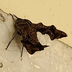 Neogurelca himachala