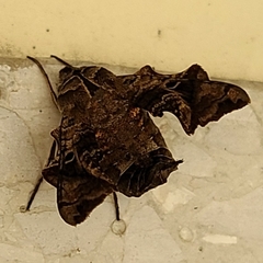 Neogurelca himachala