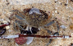 Cyclograpsus granulosus