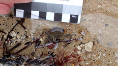 Cyclograpsus granulosus