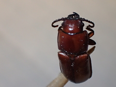 Neandra marginicollis
