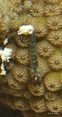 Eviota fasciola