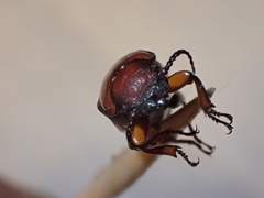 Neandra marginicollis