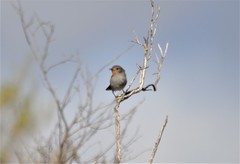 Pyrrholaemus brunneus