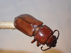 Neandra marginicollis