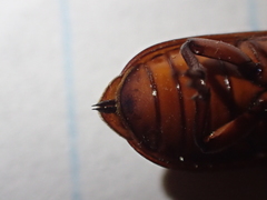 Neandra marginicollis
