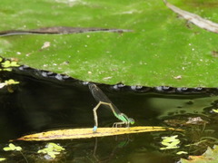 Ischnura senegalensis