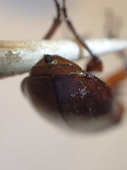 Neandra marginicollis