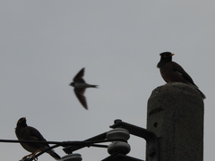 Acridotheres tristis