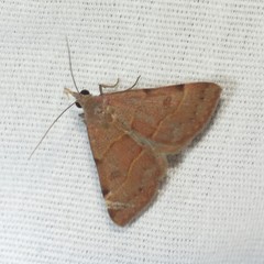 Hemeroplanis rectalis